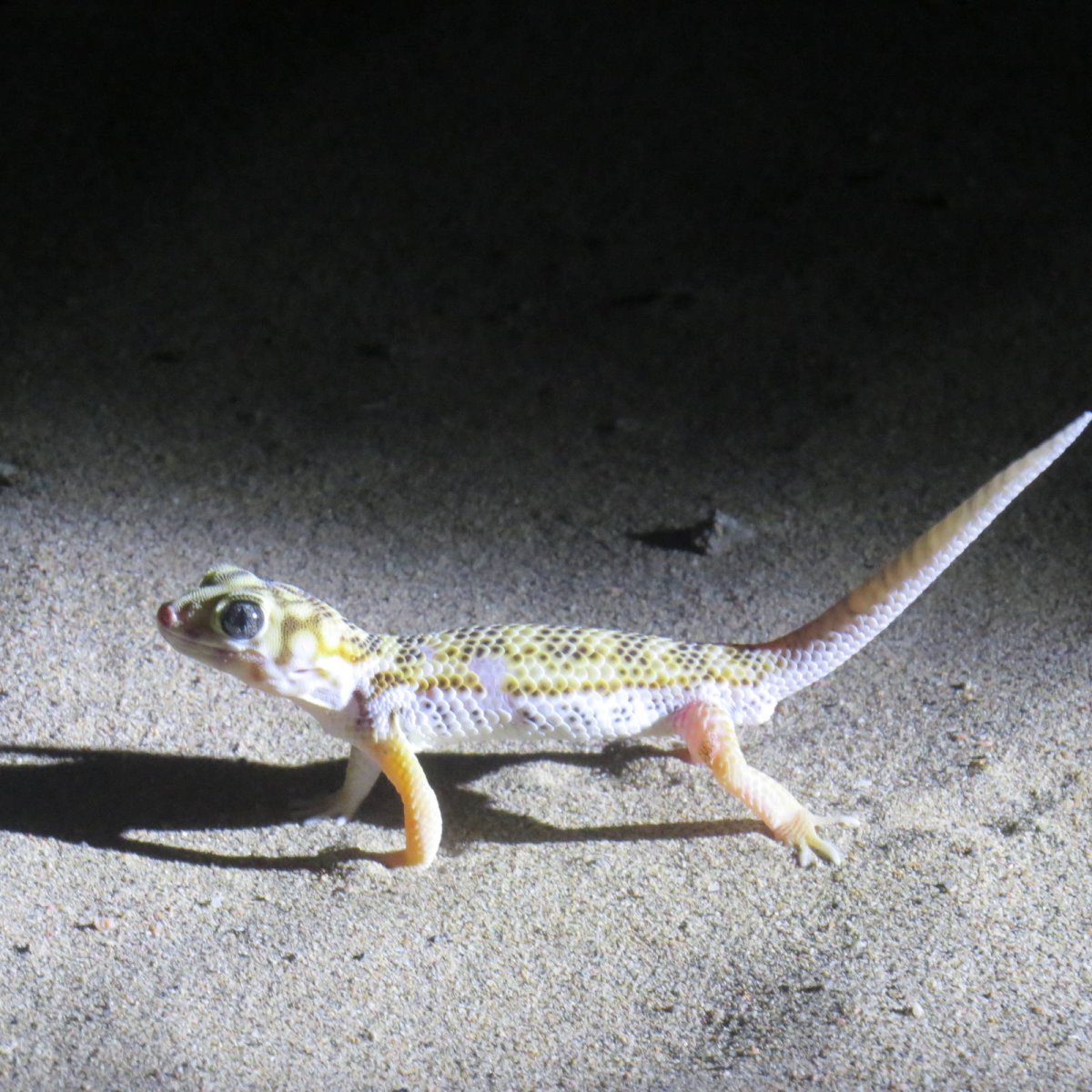 Сцинковый геккон белый