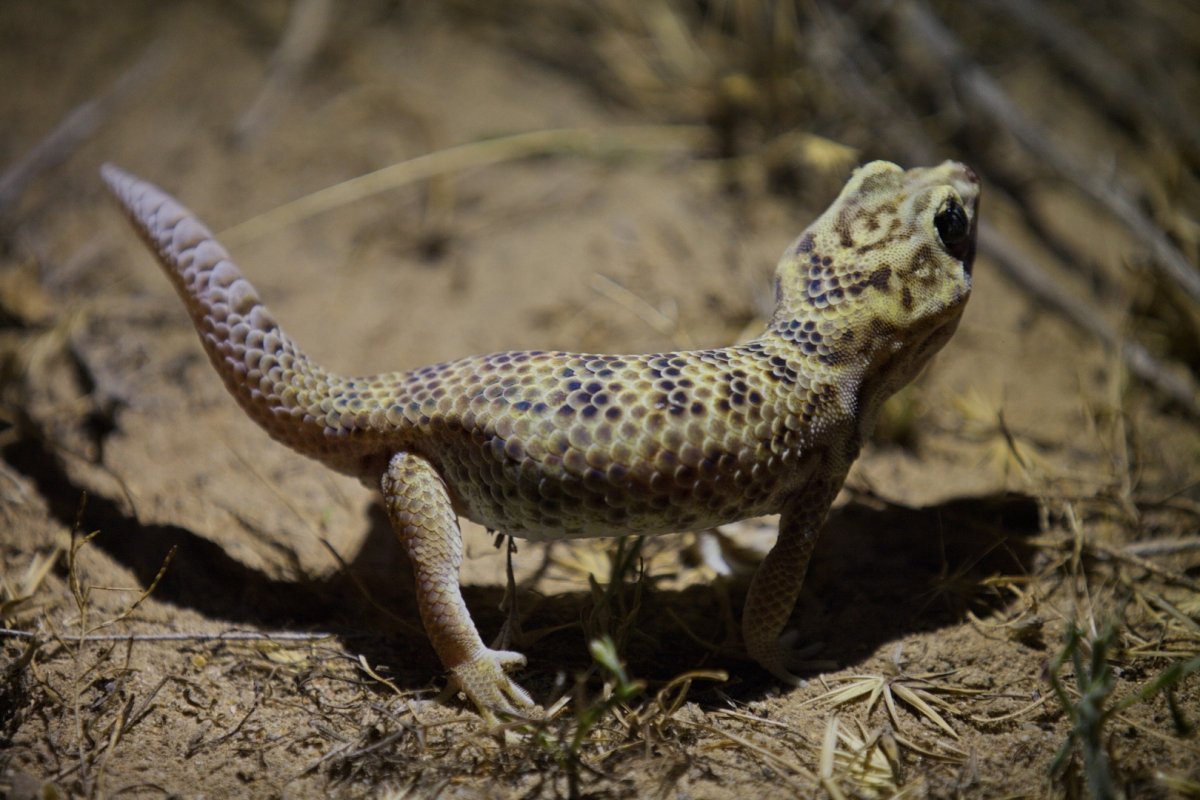 Панцирный геккончик
