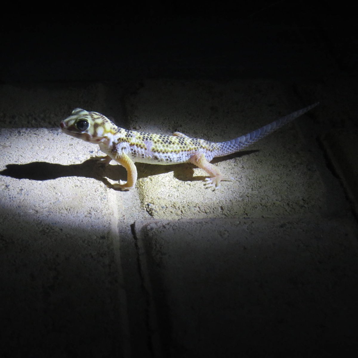 Сцинковый геккон