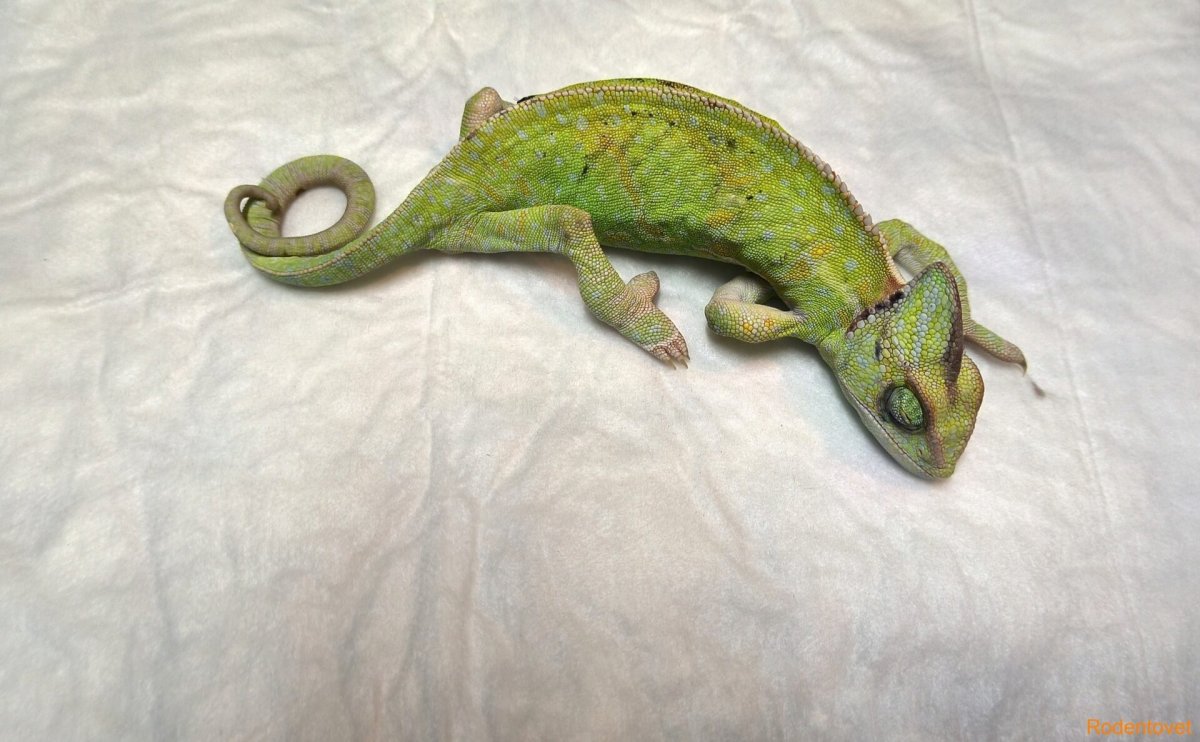 Президент ящер