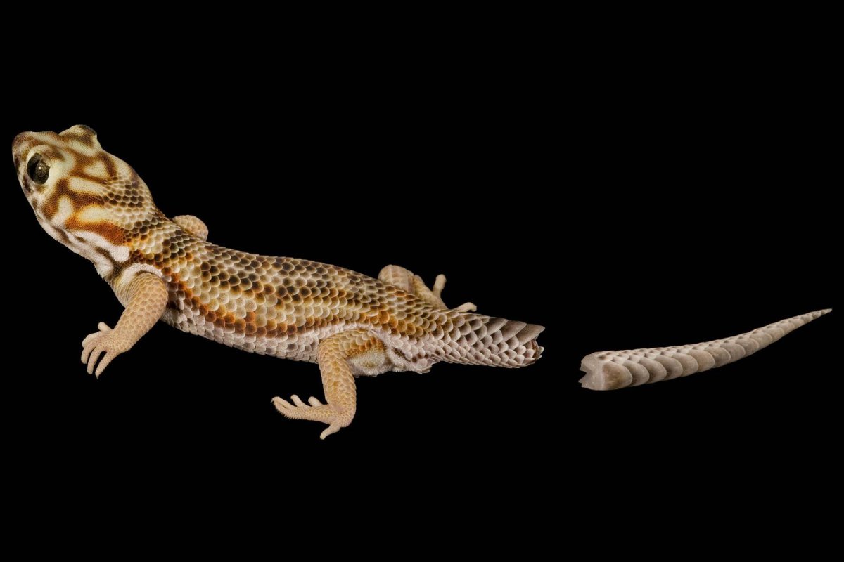 Эублефар токи