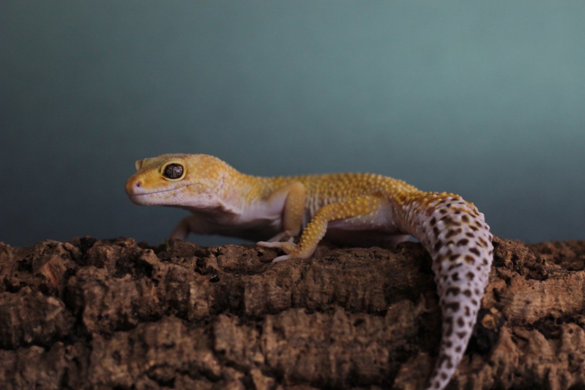 Ящерица эублефар желтая