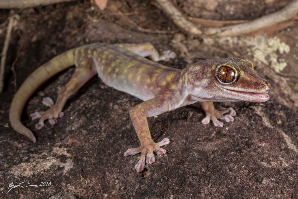 Вееропалый геккон