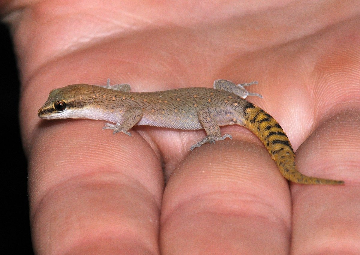 Геккон сцинковый обыкновенный