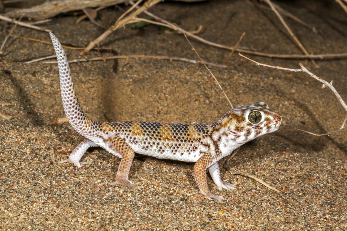 Teratoscincus scincus