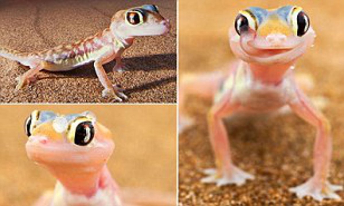 Сахарский геккон