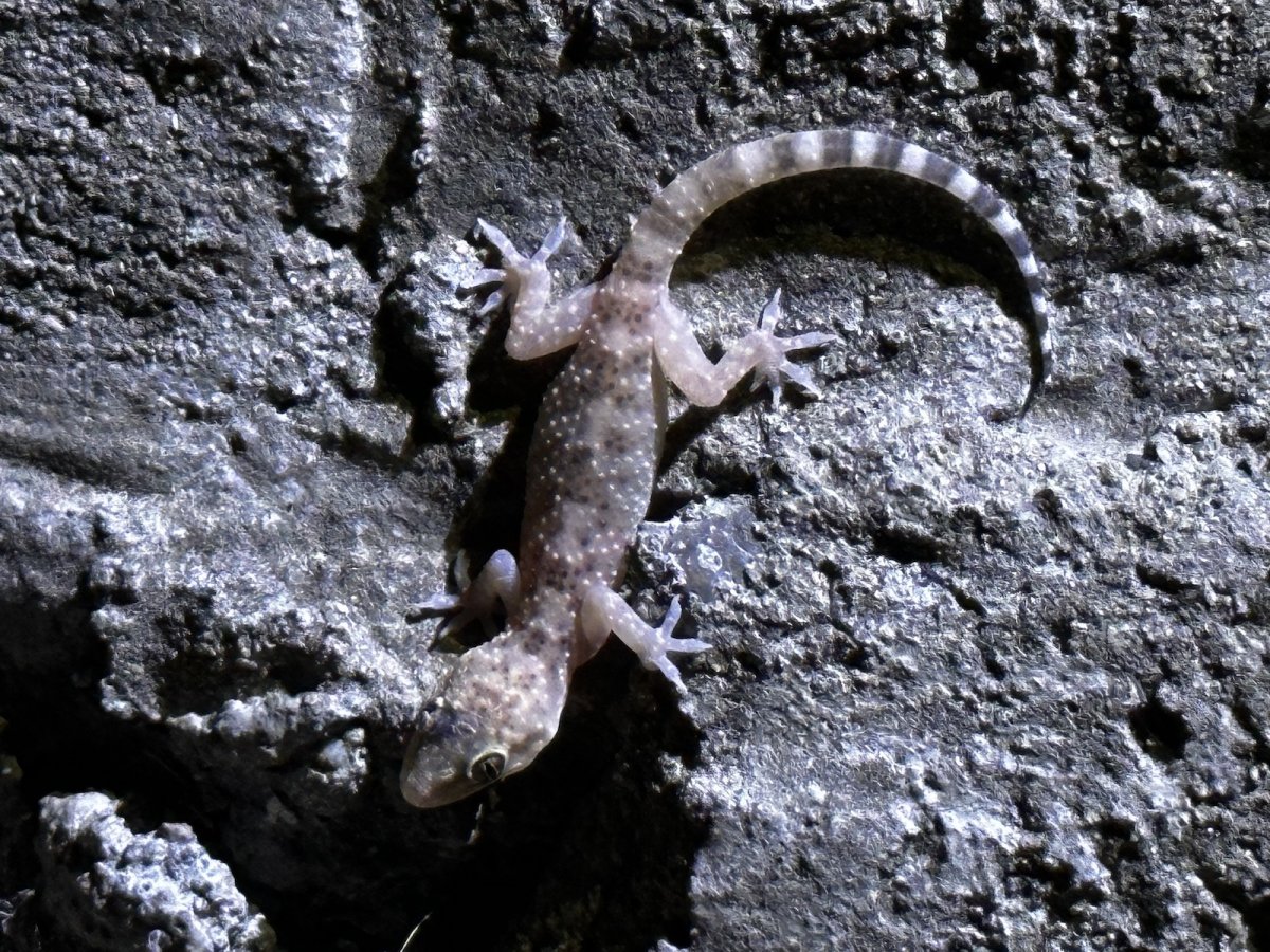 Североазиатские геккончики