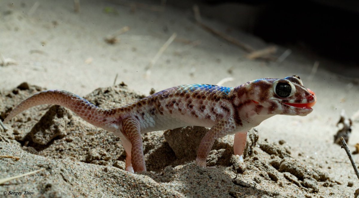 Teratoscincus rustamowi