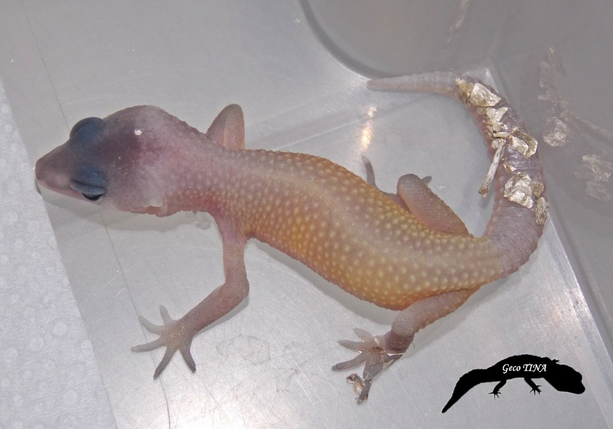 Diablo Blanco эублефар