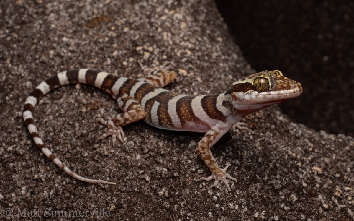 Крысохвостые Гекконы