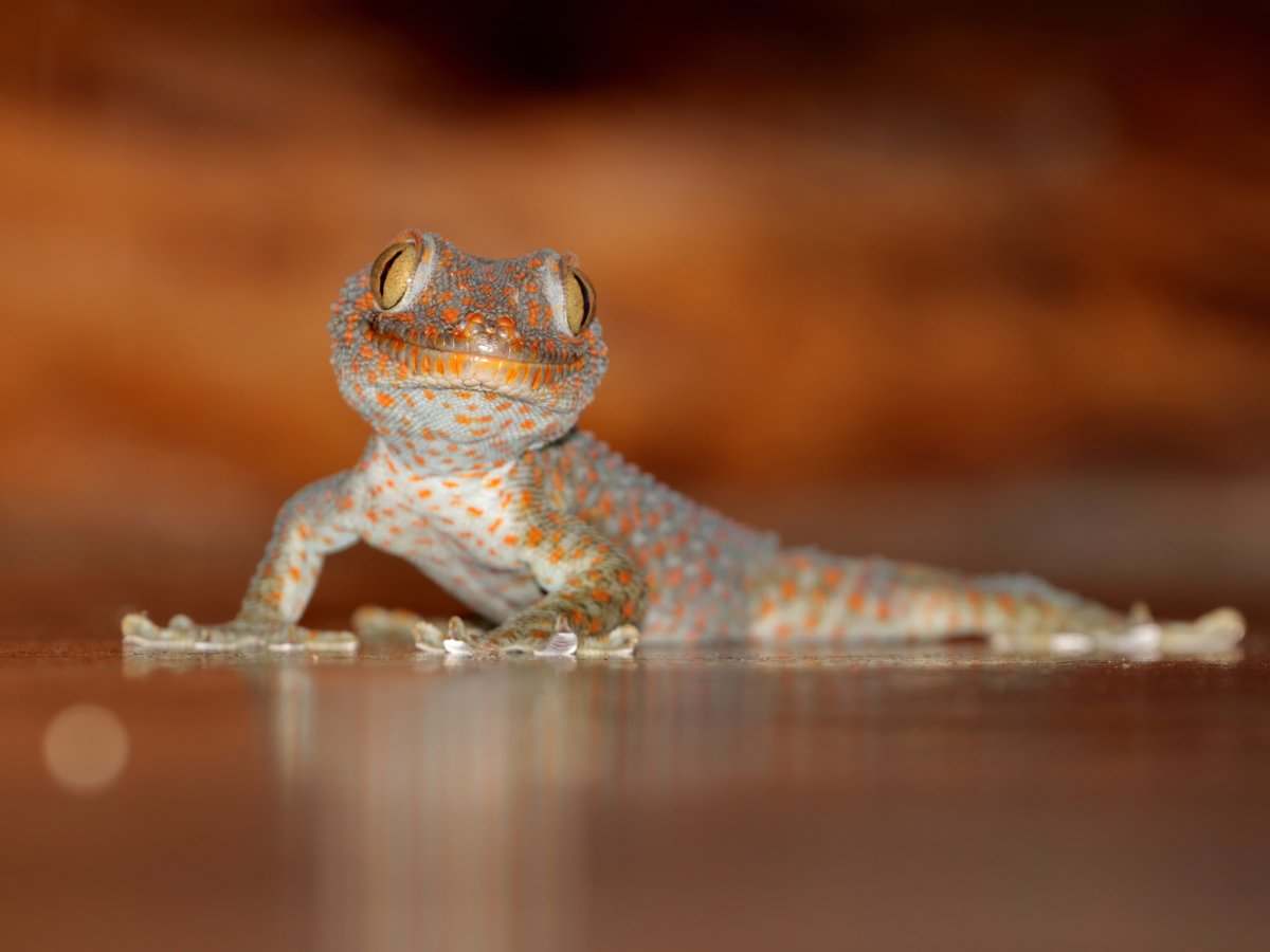 Красивый геккон 2к обои