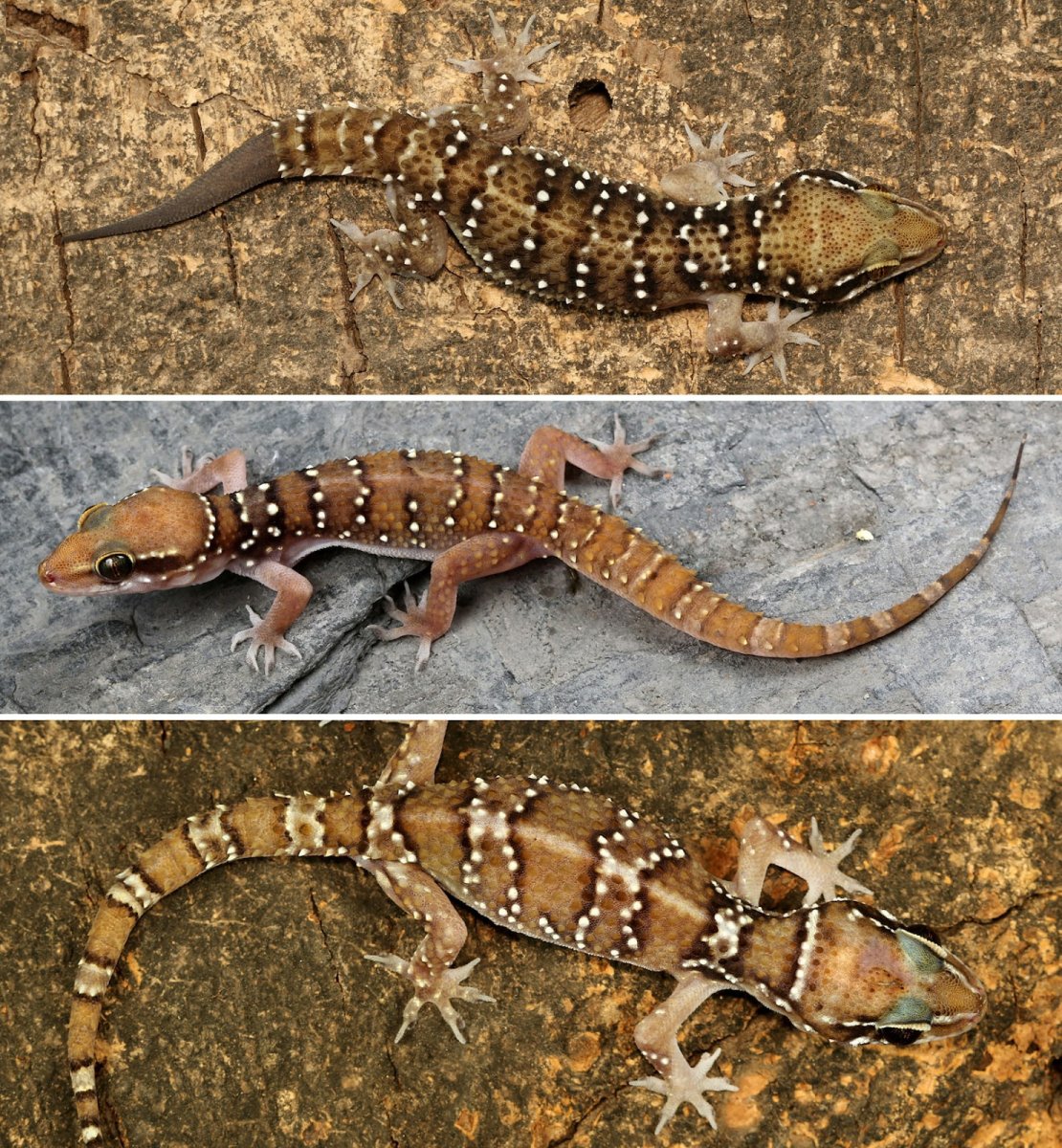 Геккон Hemidactylus platyurus