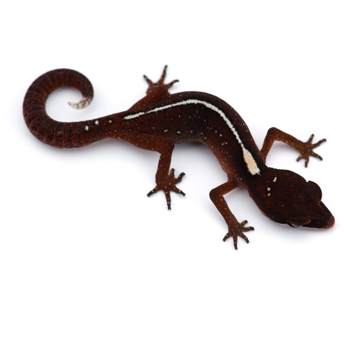 Деревянная ящерица на стену