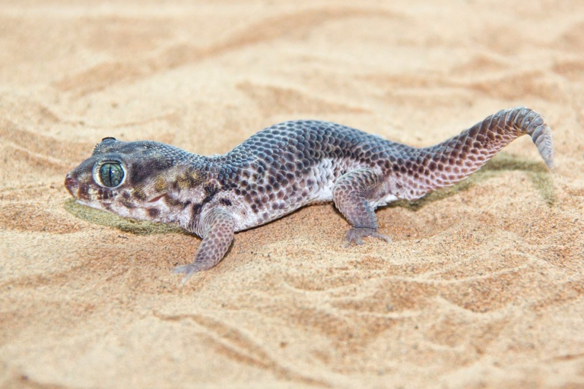 Teratoscincus rustamowi