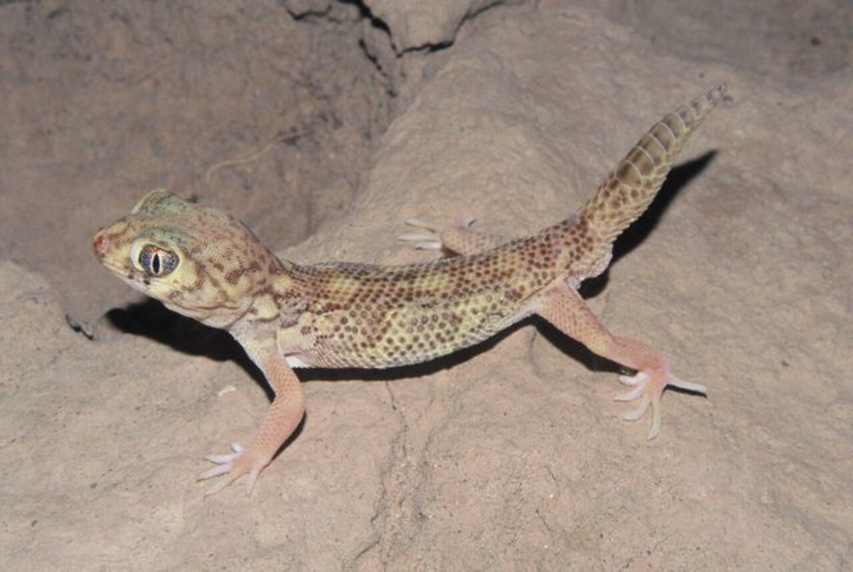 Сцинковый геккон улыбается