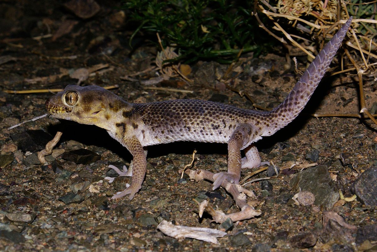 Геккон Пржевальского