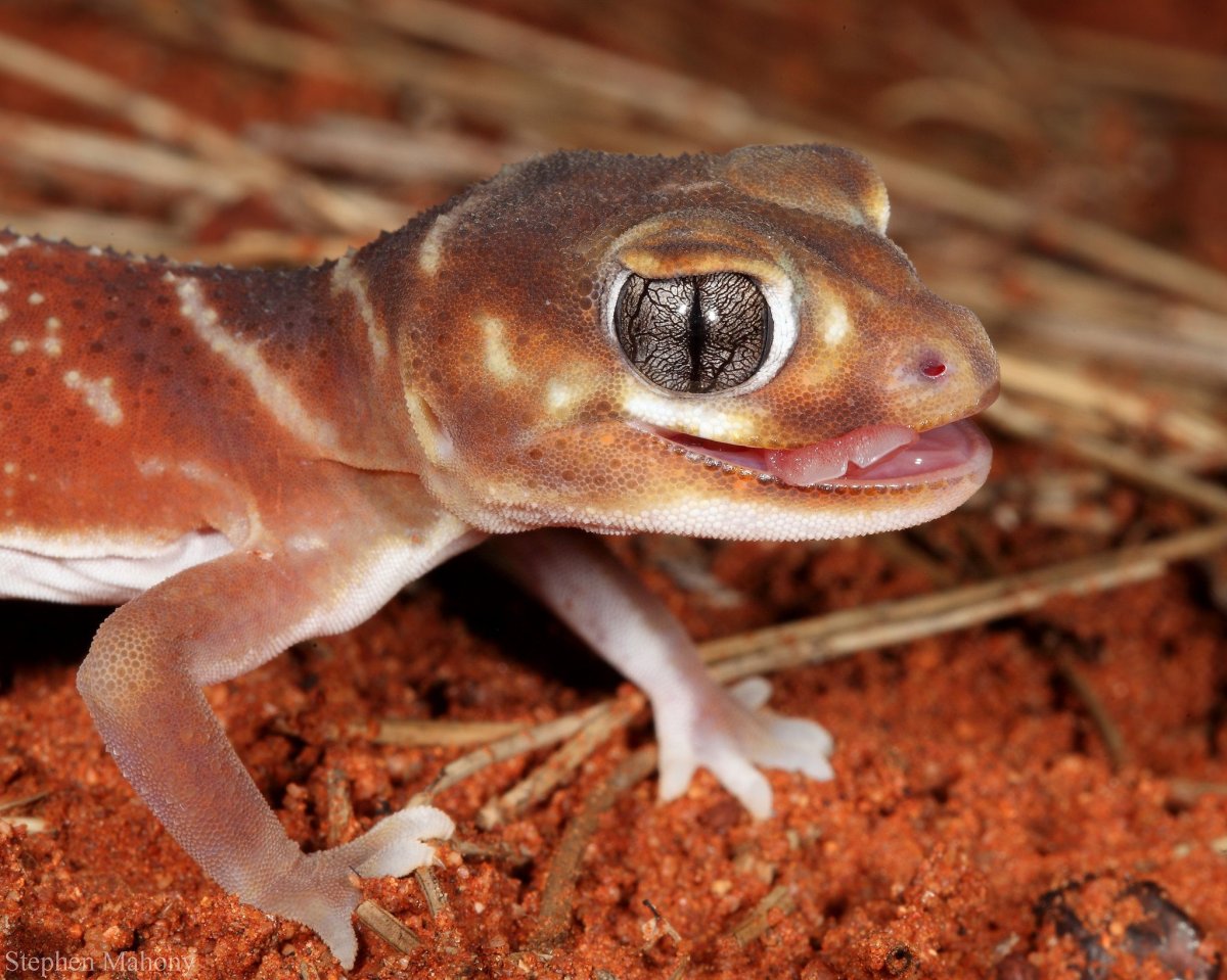 Сцинковый геккон