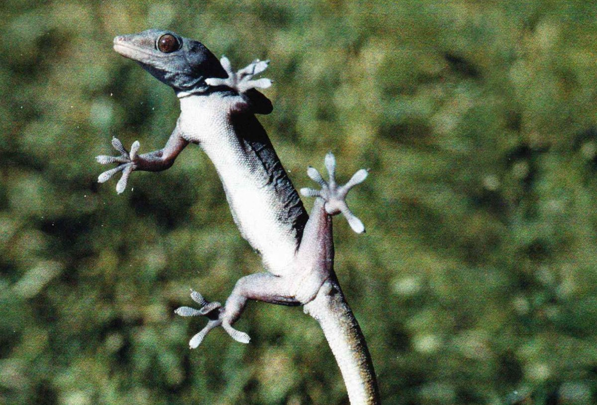 Геккон щеточки