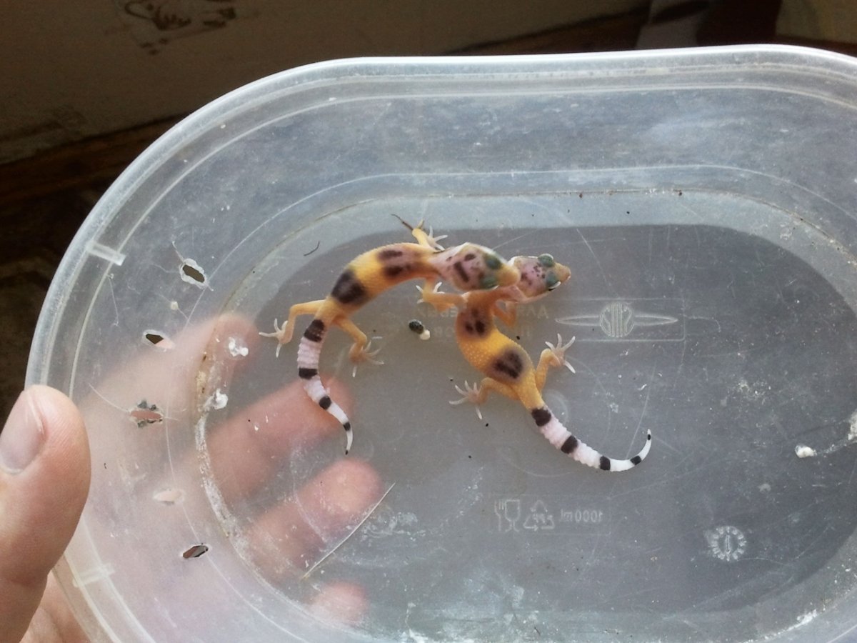 Цинковый чудо геккон