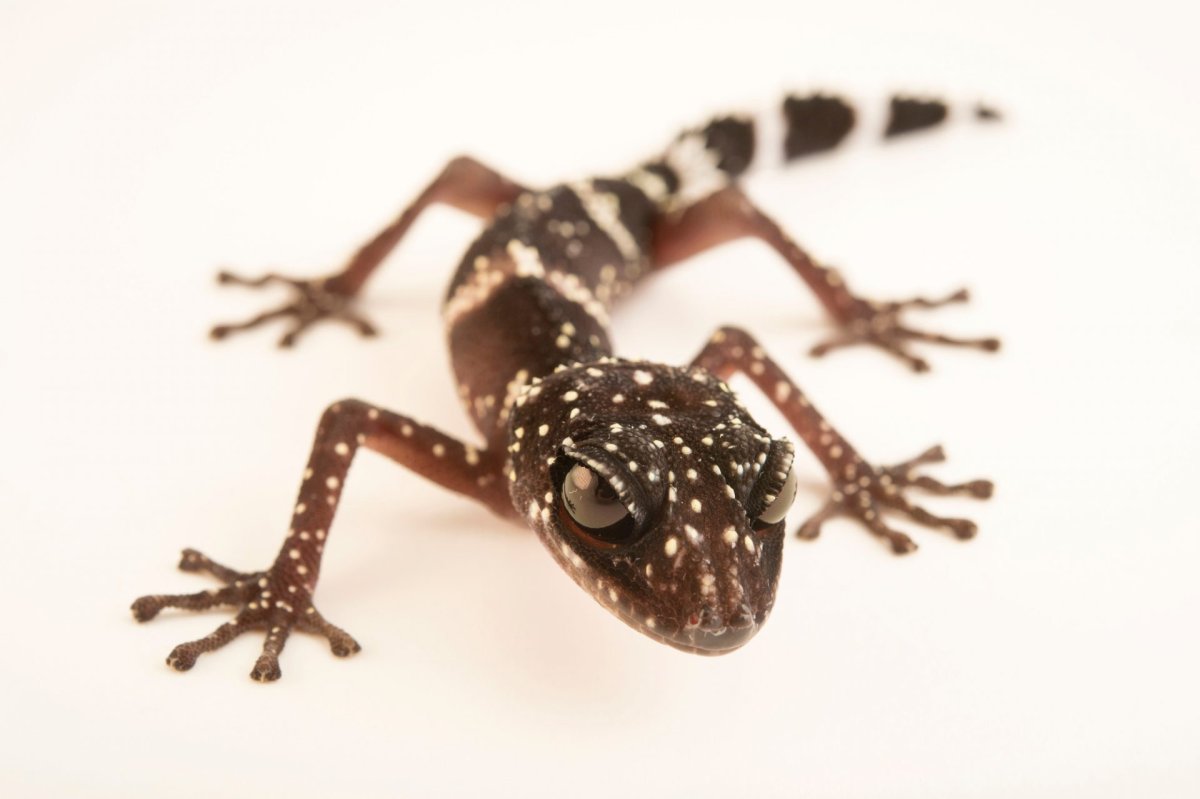 Мадагаскарский гекон серый