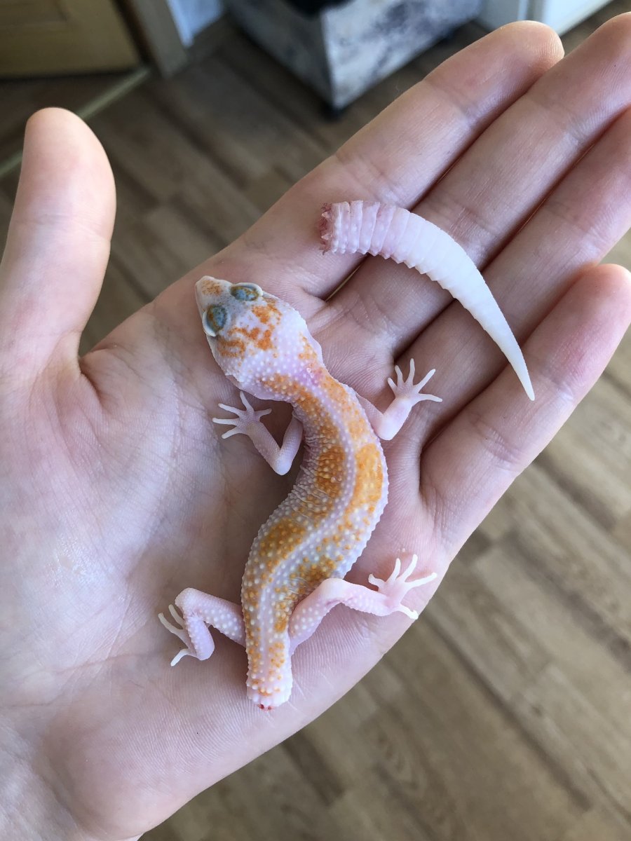 Геккон эублефар черный