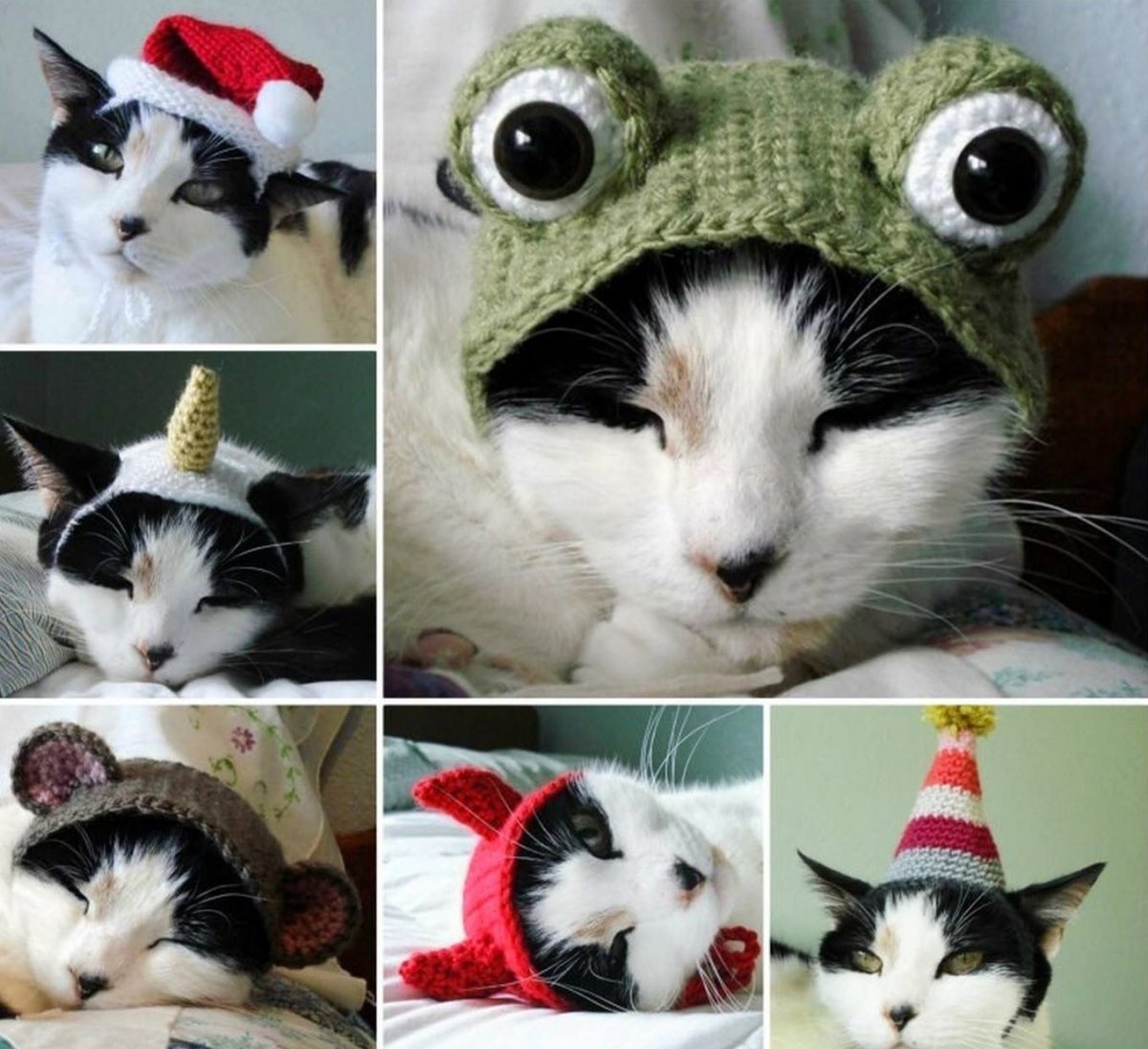 Шапочка кошки