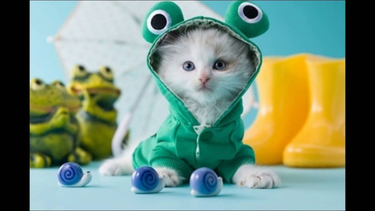 Котик в костюме