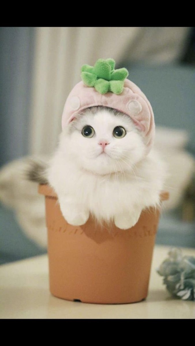 Миленький котик в шапочке