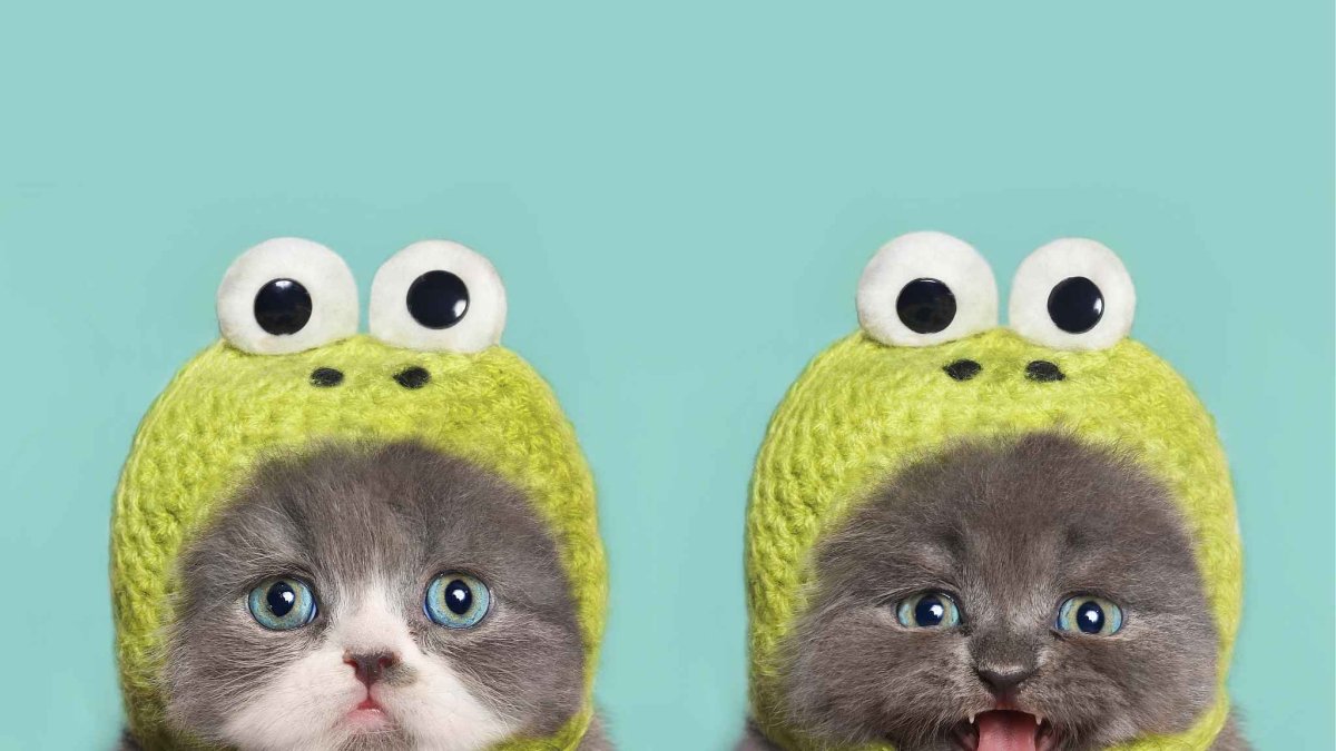 Кот в шапке лягушки