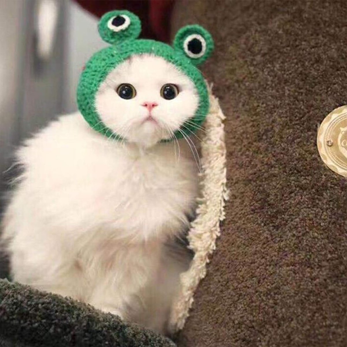 Кот в шапке лягушки