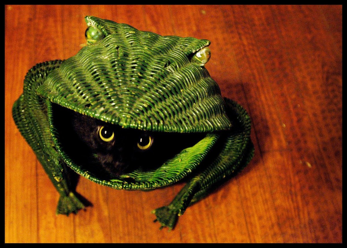 Котики в костюмах Жабы