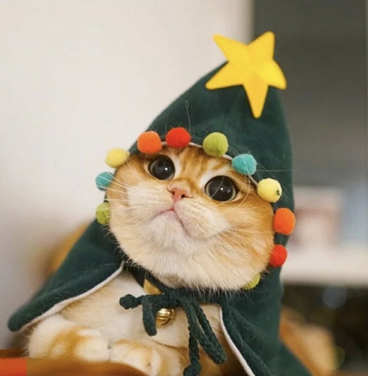 Котик в шапке лягушки