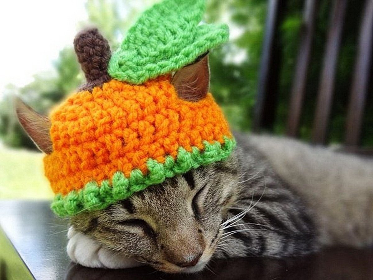 Шапочки для котиков