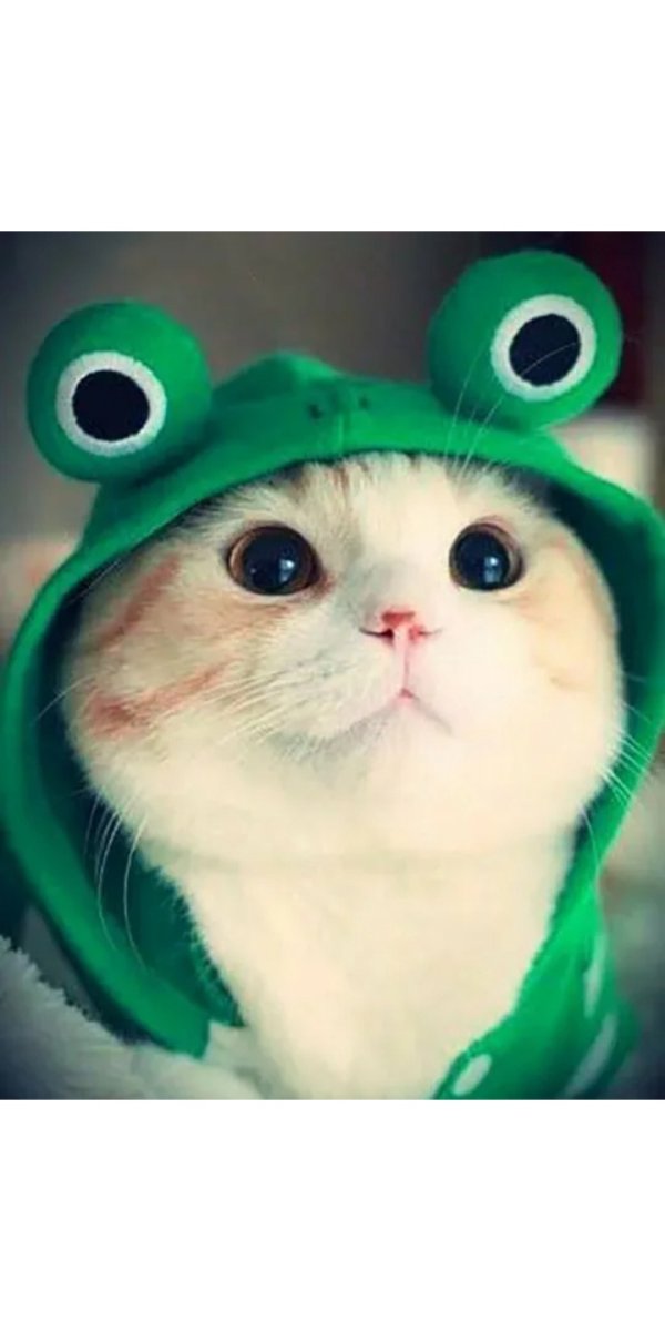 Милые котики в зеленой шапке