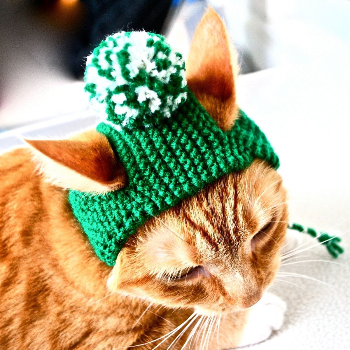 Кот в шапке