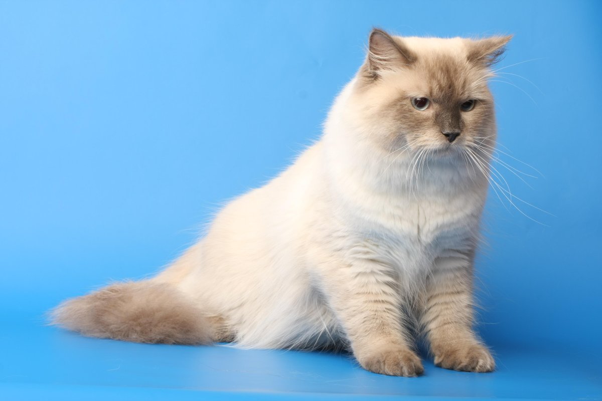 Невская маскарадная кошка рыжая