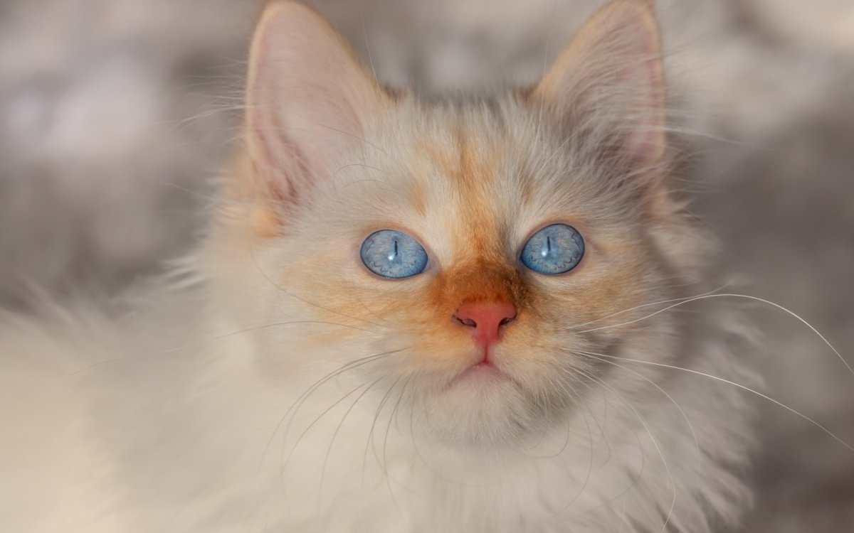 Невская маскарадная кошка рыжая