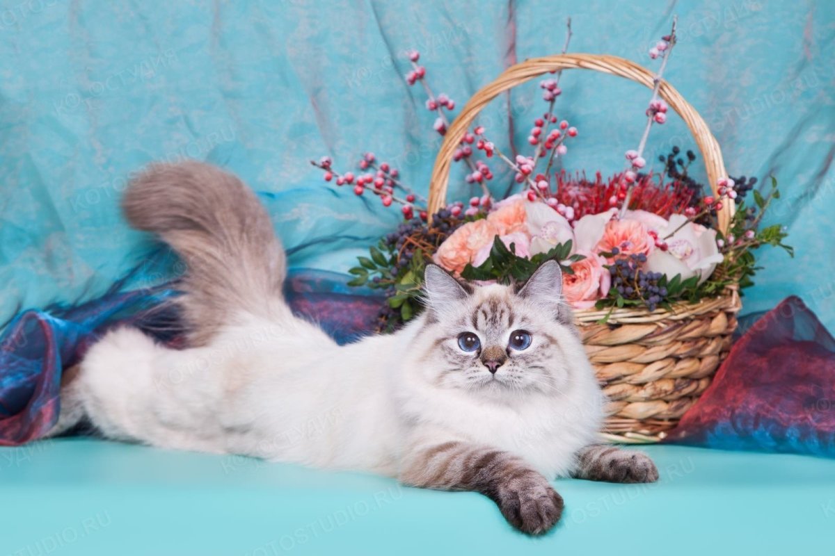 Невская маскарадная кошка