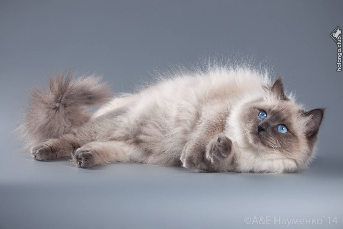 Невские маскарадные кошки