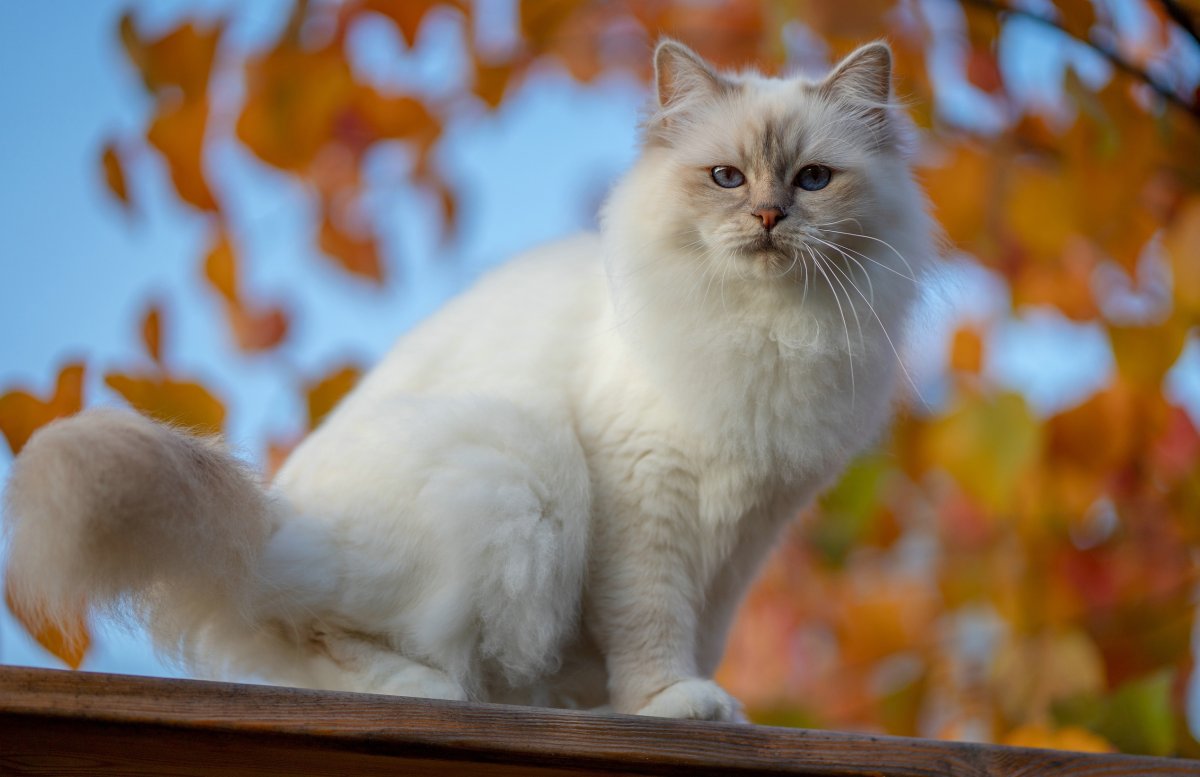 Рэгдолл кот рыжий