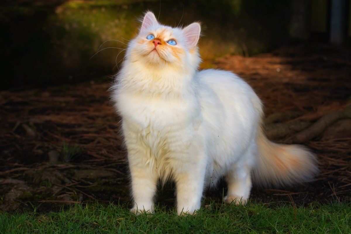 Невская маскарадная кошка ред Пойнт