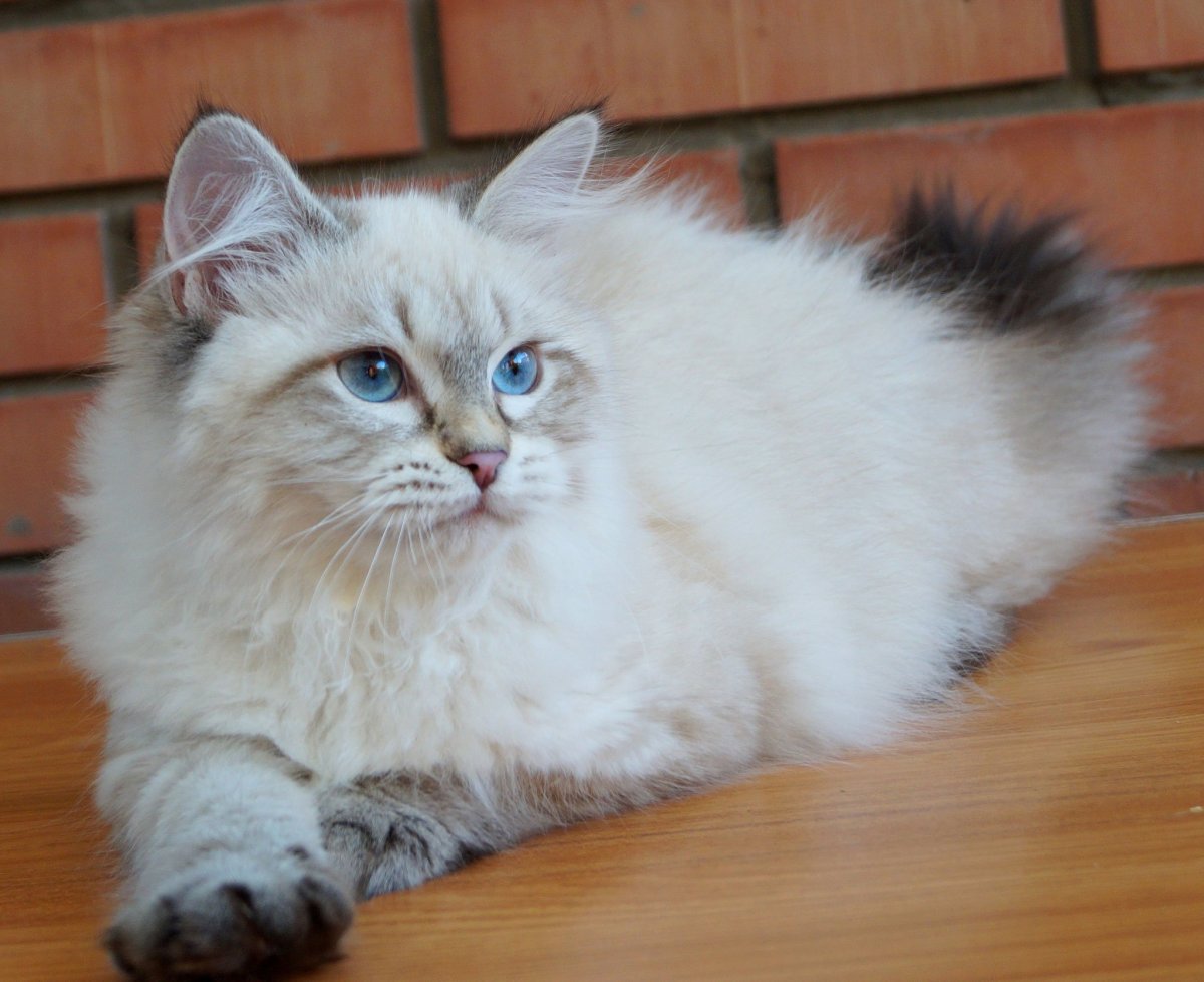 Невский маскарадный кот рыжий