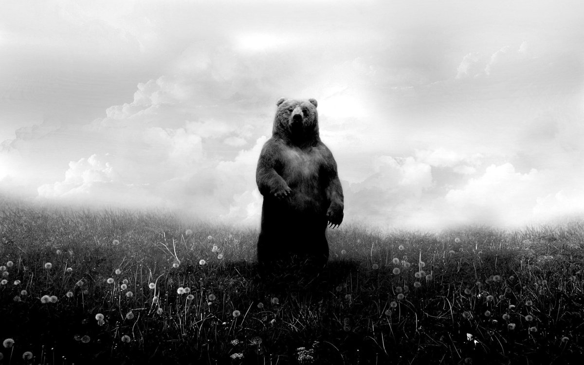 Картинки на рабочий стол медведь