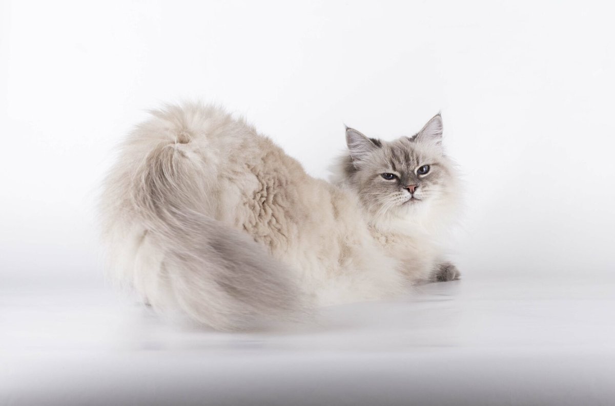 Обои на рабочий стол Невские маскарадные с голубыми глазами