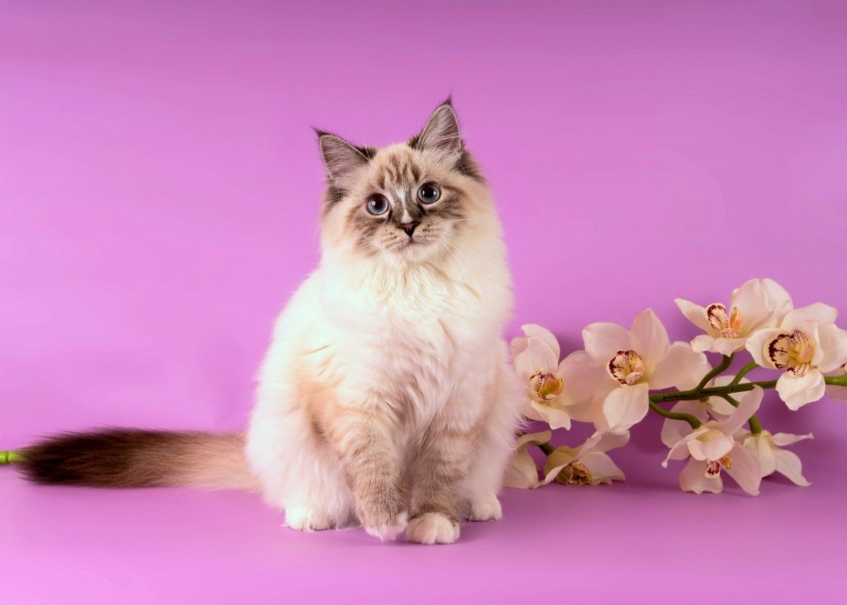 Сибирская маскарадная кошка