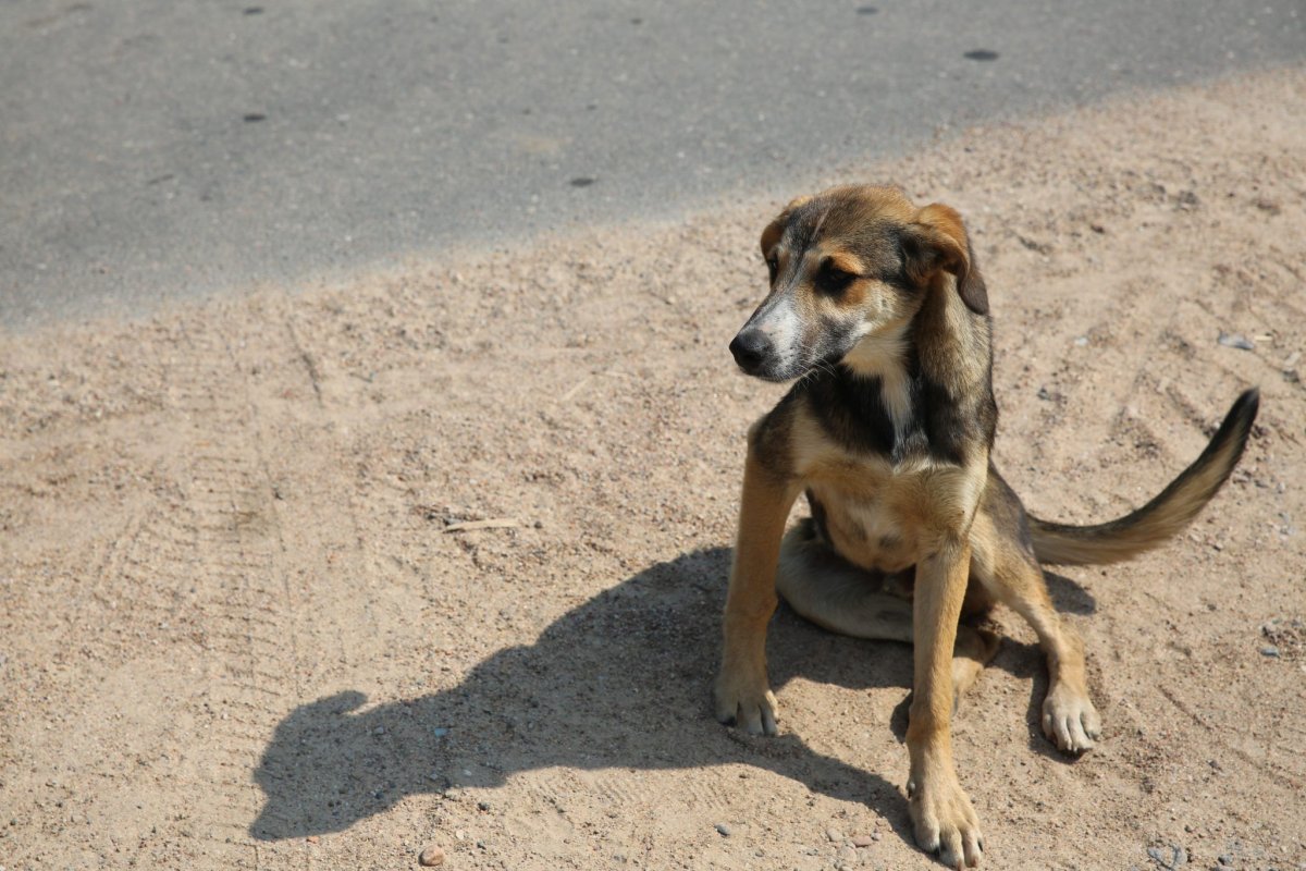 Милые собаки ну которые должны жить на улице