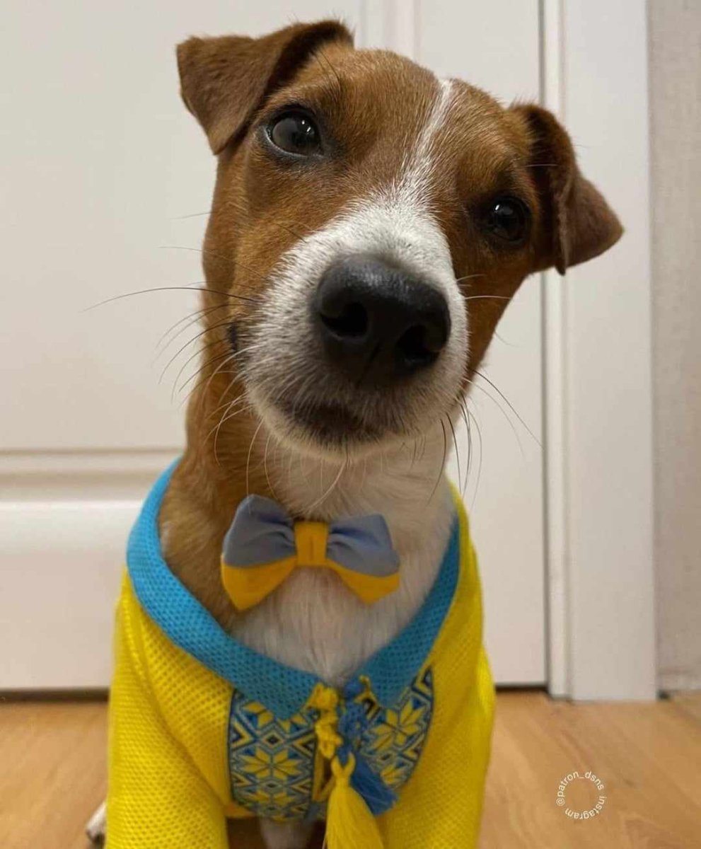 Макима маленькая с собаками