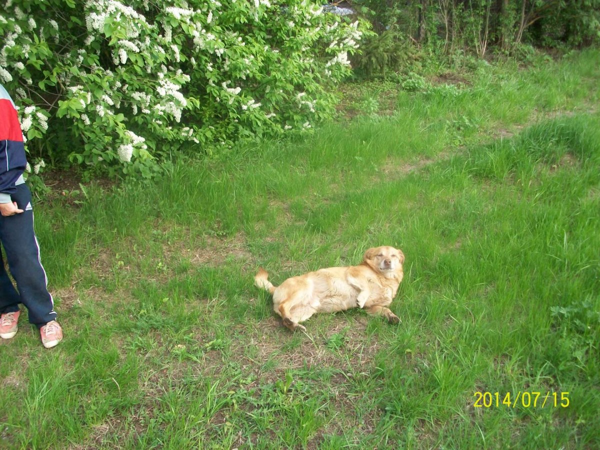 Щуров Игорь Васильевич ветеринар