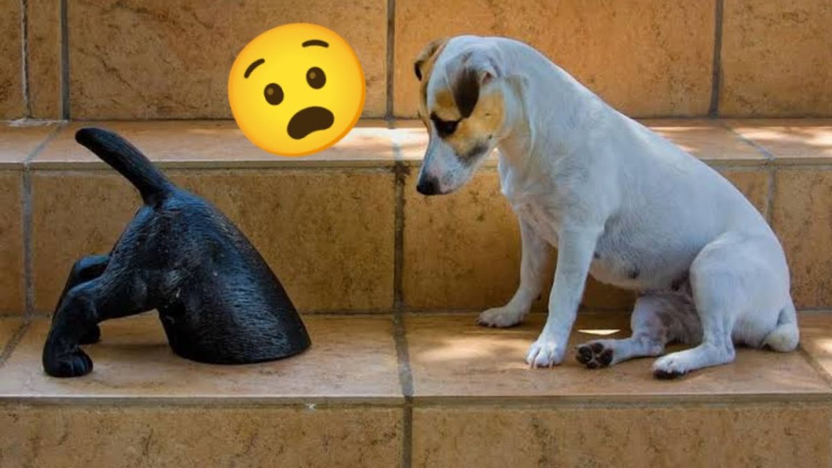 Половина собаки