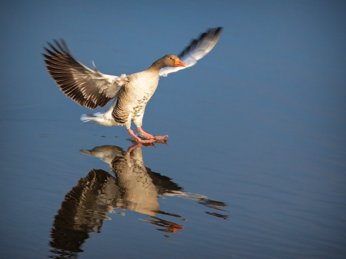 Greylag Goose птица